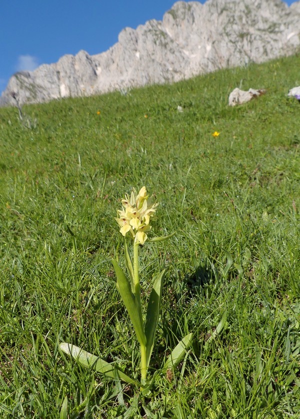 er Terminillo: la Nigritella widderi e altre orchidee sulla montagna di Roma.